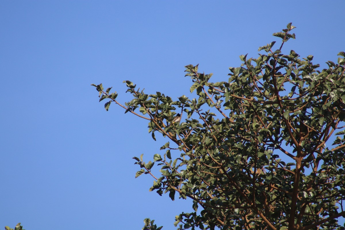 Bulbul Naranjero (grupo tricolor) - ML508710961