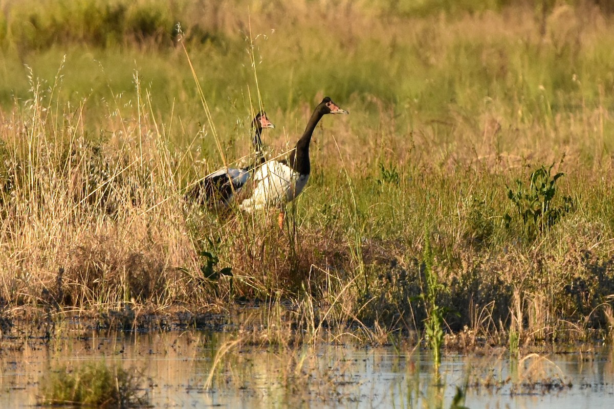 Magpie Goose - ML508711161