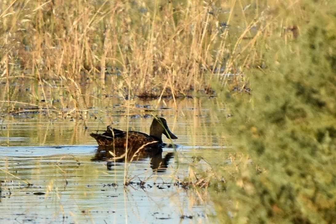 Australasian Shoveler - ML508711271