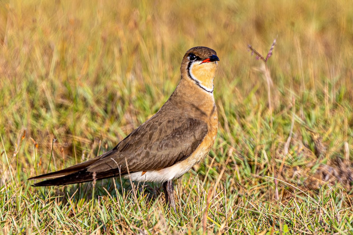 Oriental Pratincole - ML508711641