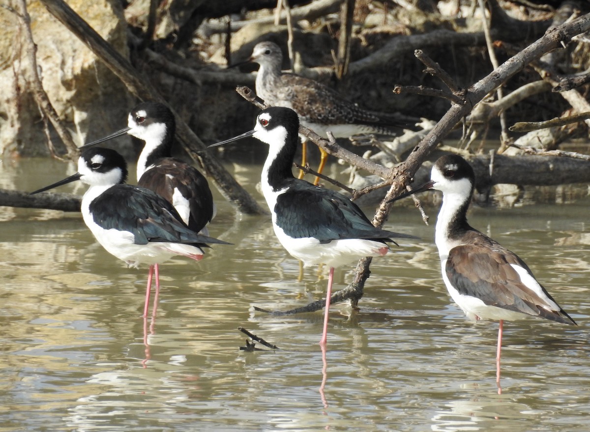 Black-necked Stilt - Erika Gates