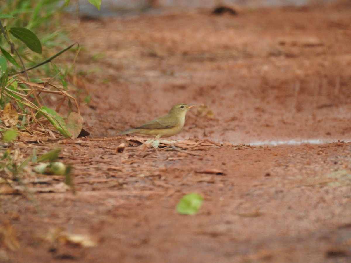 Booted Warbler - ML508712571