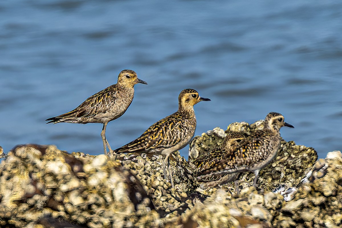 Pacific Golden-Plover - ML508712631