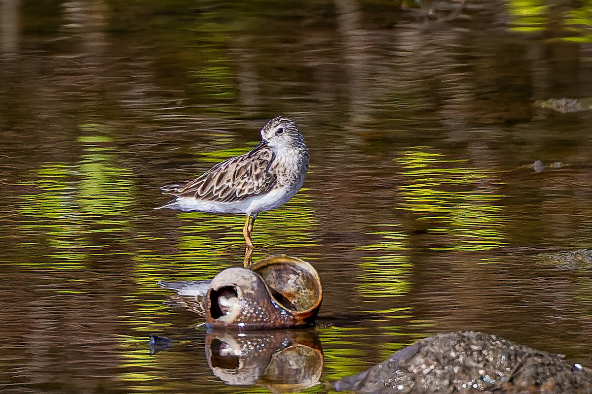 Long-toed Stint - Ralf Weinand