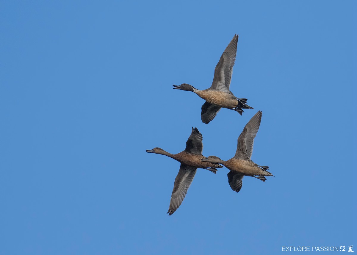 Northern Pintail - Wai Loon Wong
