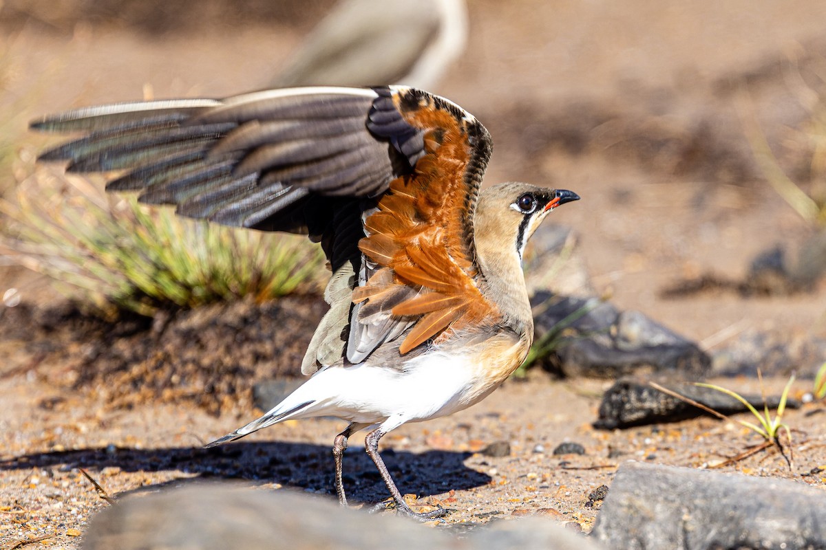 Oriental Pratincole - ML508716061