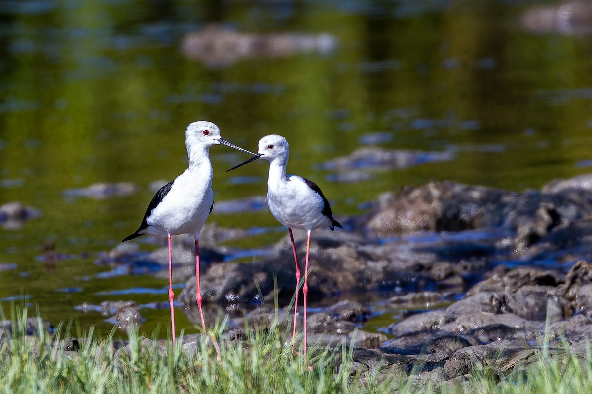 Black-winged Stilt - ML508716531