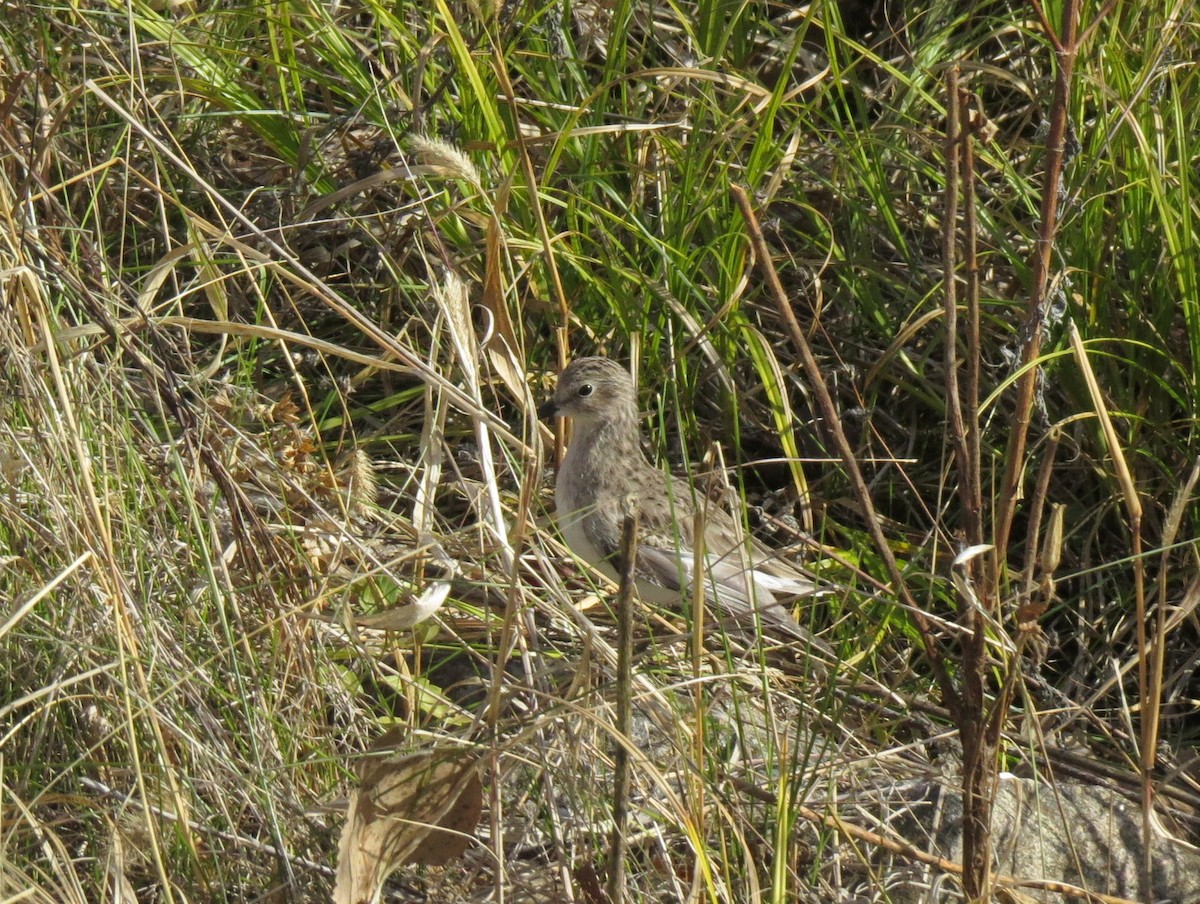 Wiesenstrandläufer - ML508716651