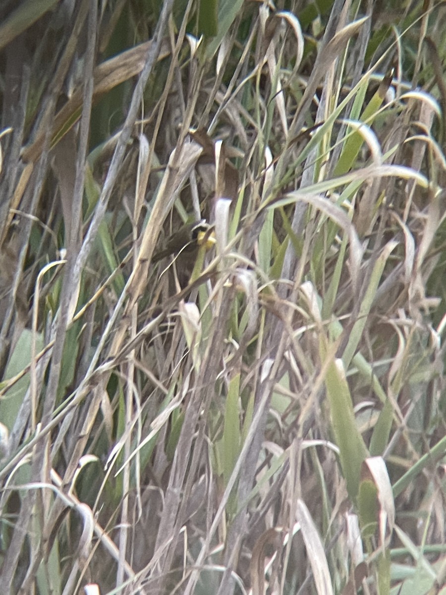 Common Yellowthroat - Robert Lambert
