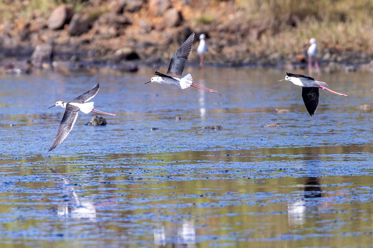 Black-winged Stilt - ML508718551