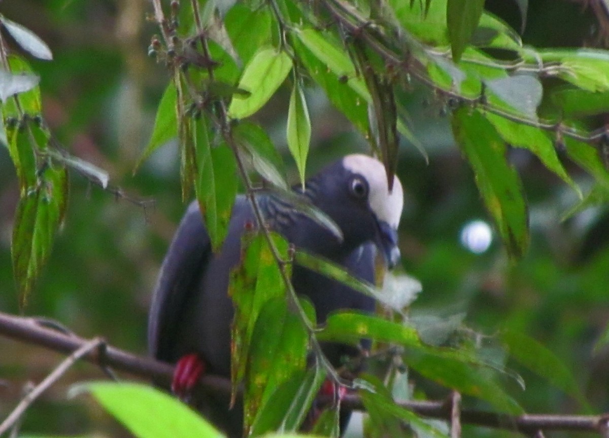 White-crowned Pigeon - ML508718751