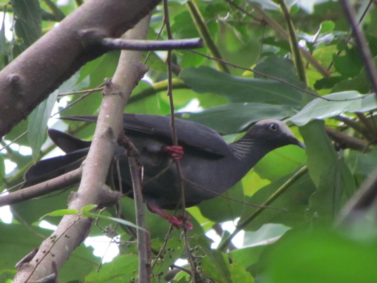 White-crowned Pigeon - Chico Muñoz