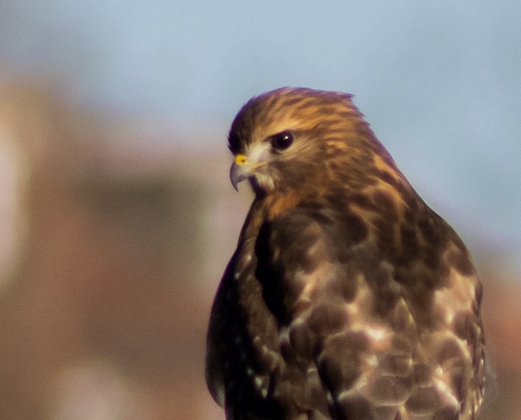 Red-shouldered Hawk - ML508719201