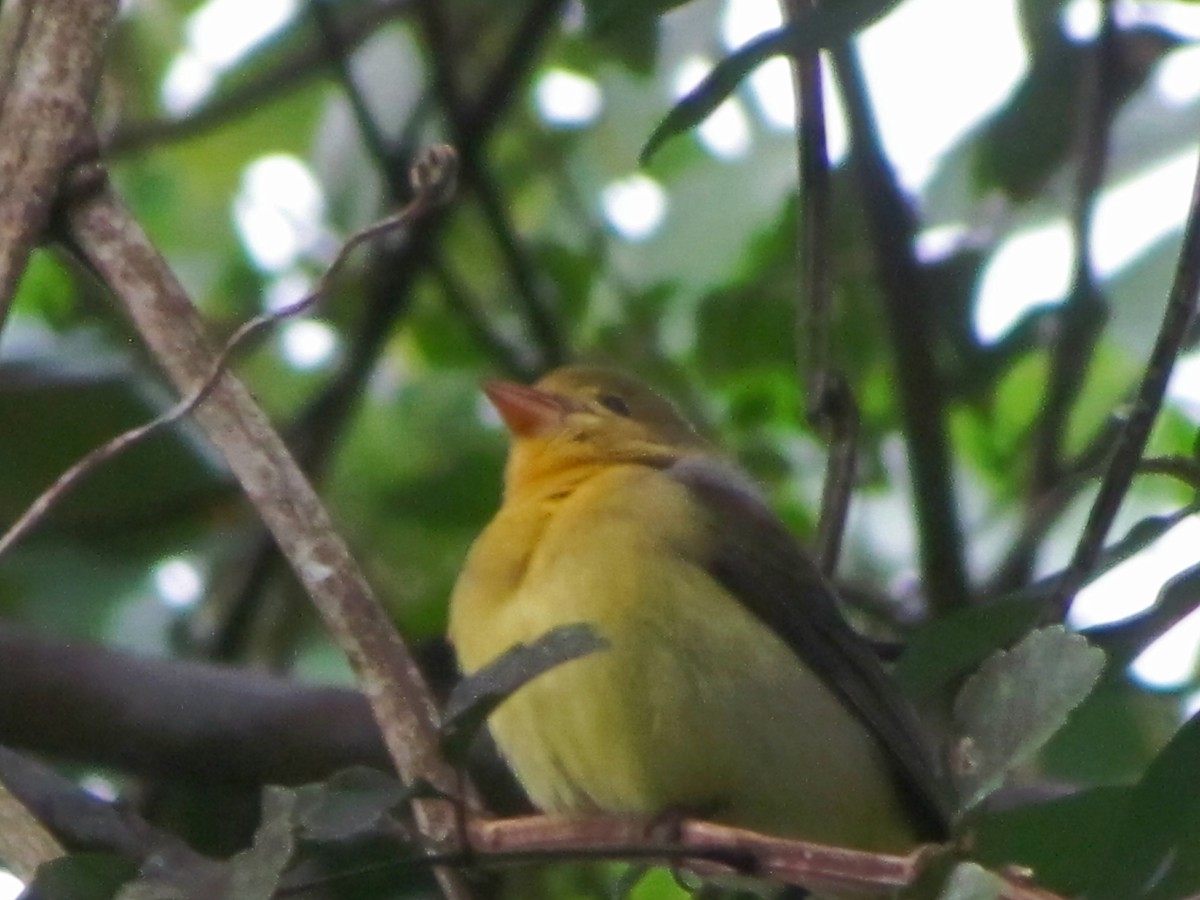 Scarlet Tanager - Chico Muñoz