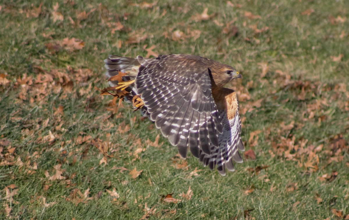 Red-shouldered Hawk - ML508719261