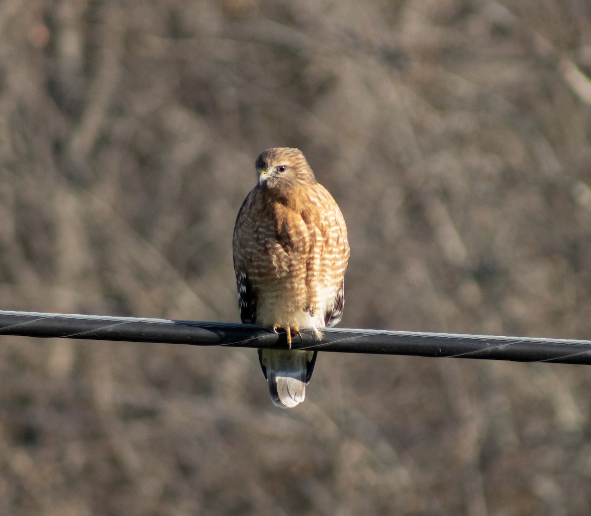 Red-shouldered Hawk - ML508719271