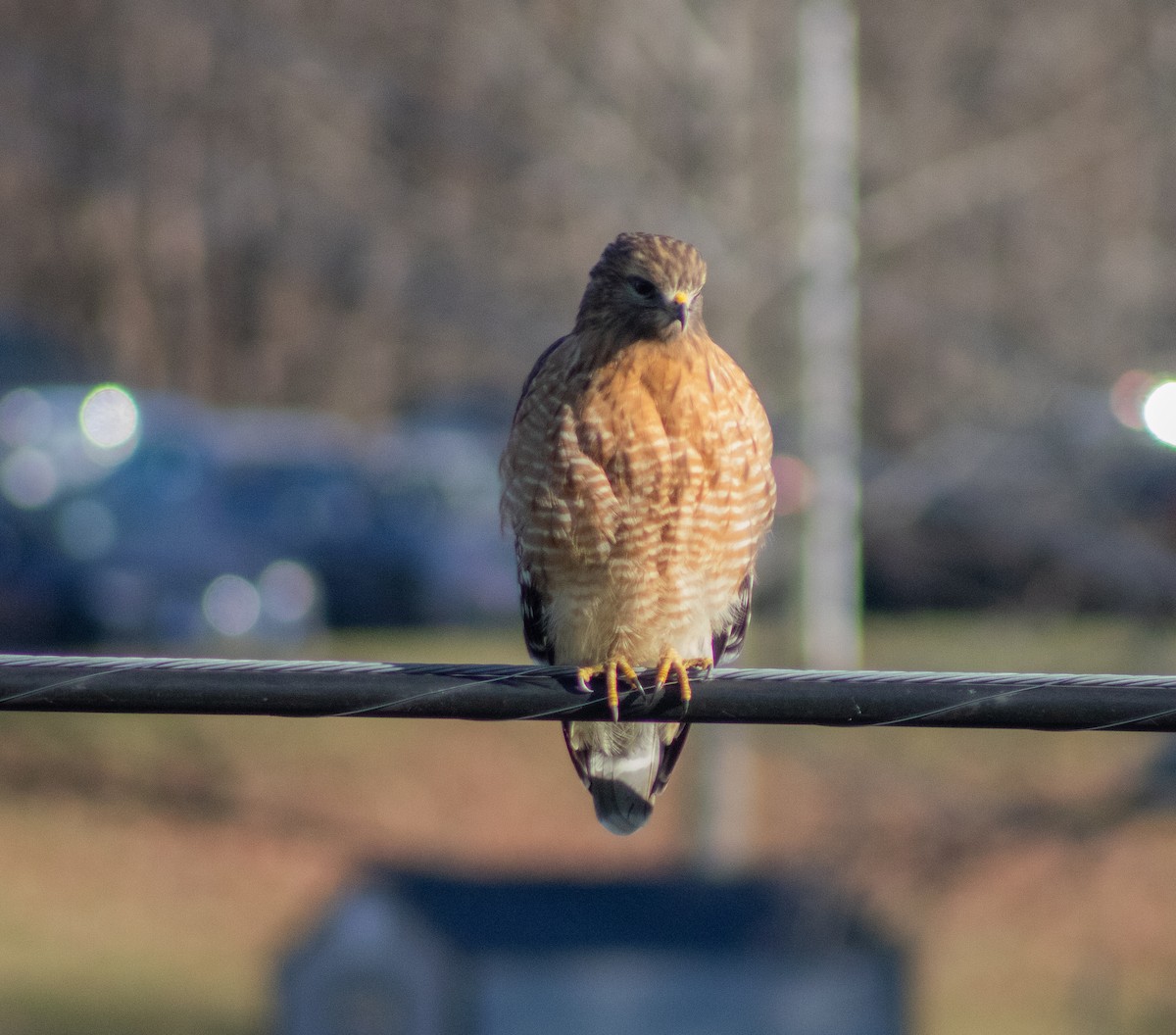 Red-shouldered Hawk - ML508719281