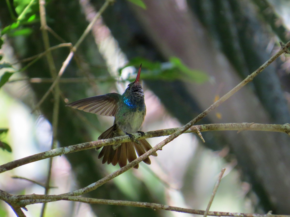 Honduran Emerald - Aaron Steed