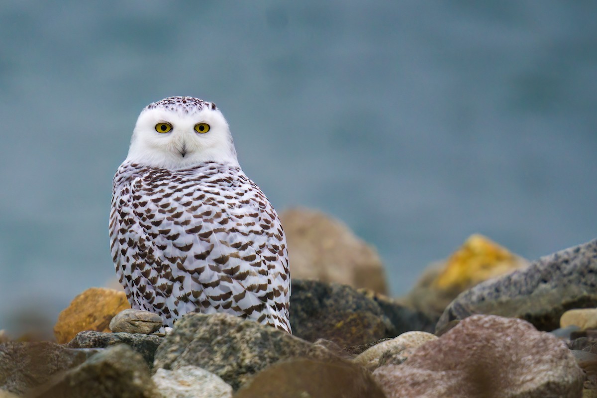 Snowy Owl - Oliver Saunders Wilder