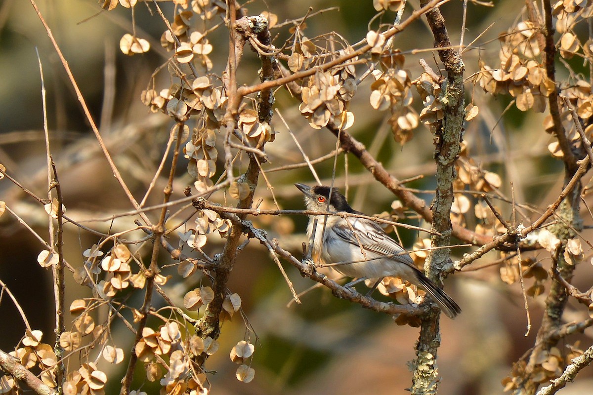 Black-backed Puffback - ML508719781