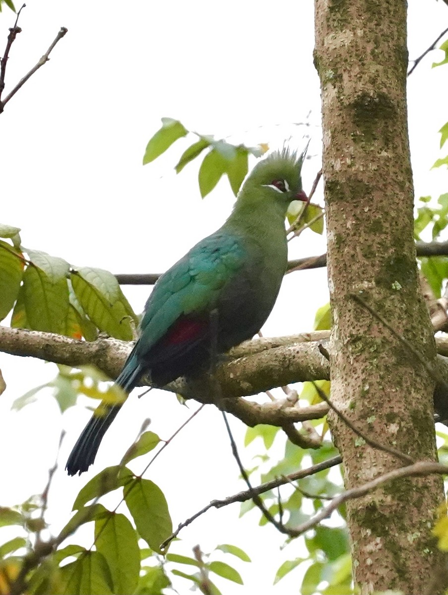 Livingstone's Turaco - Daniel Winzeler