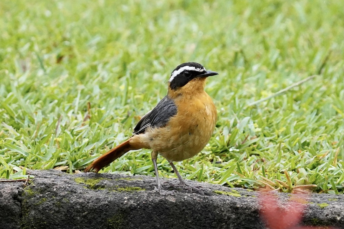 White-browed Robin-Chat - Daniel Winzeler