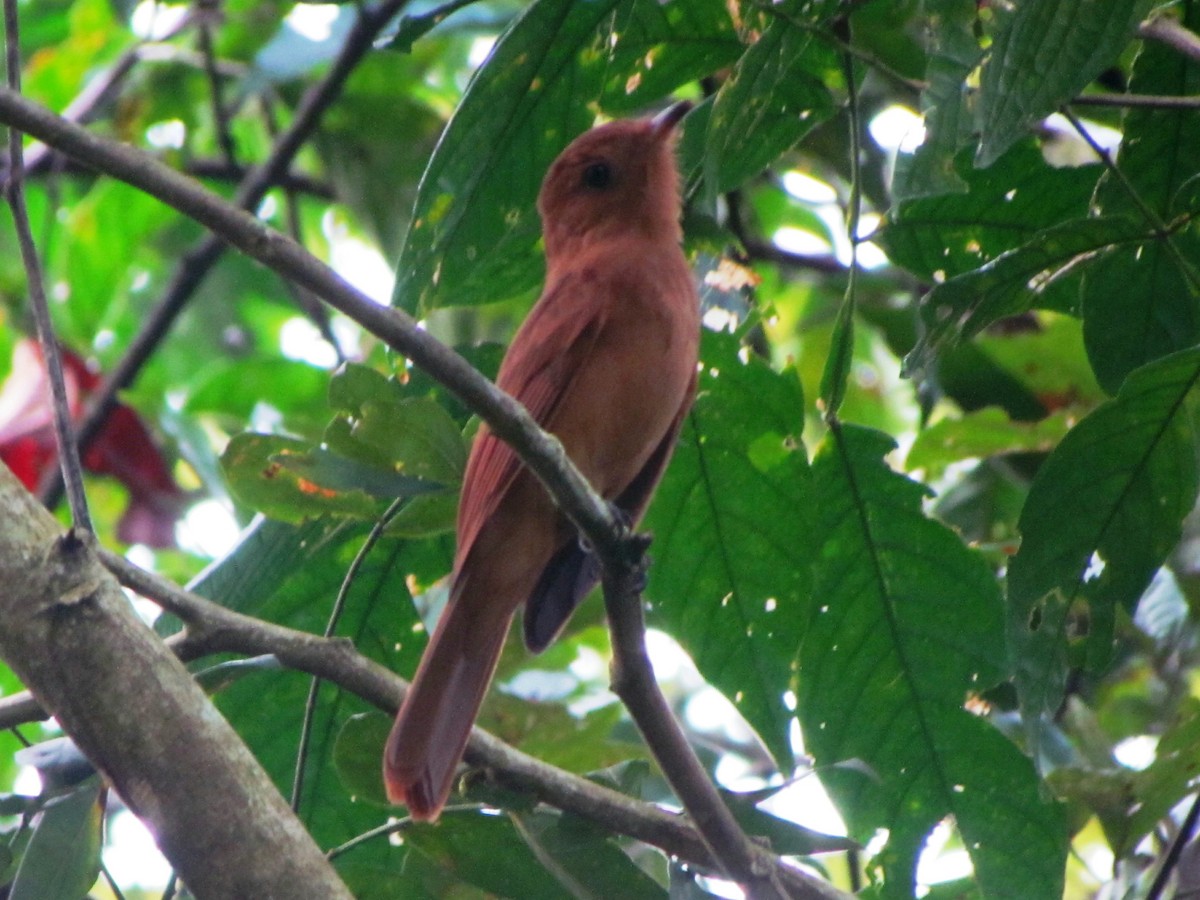 Rufous Mourner - Chico Muñoz