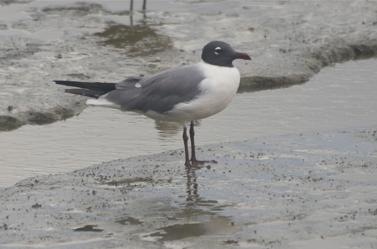 Laughing Gull - ML50872171