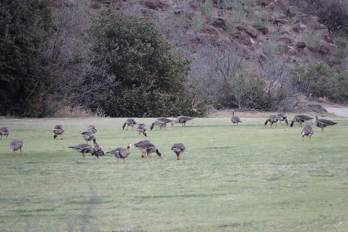 Greater White-fronted Goose - ML508722231