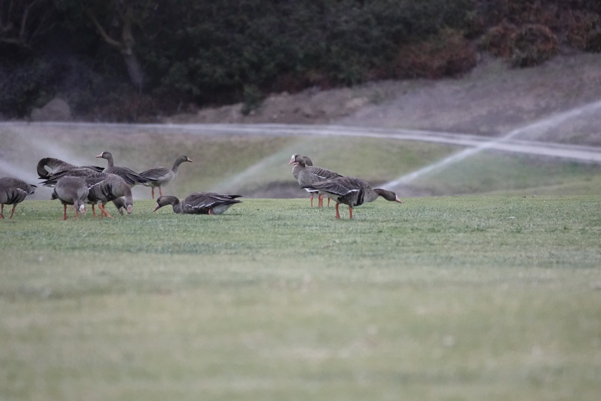 Greater White-fronted Goose - ML508722251