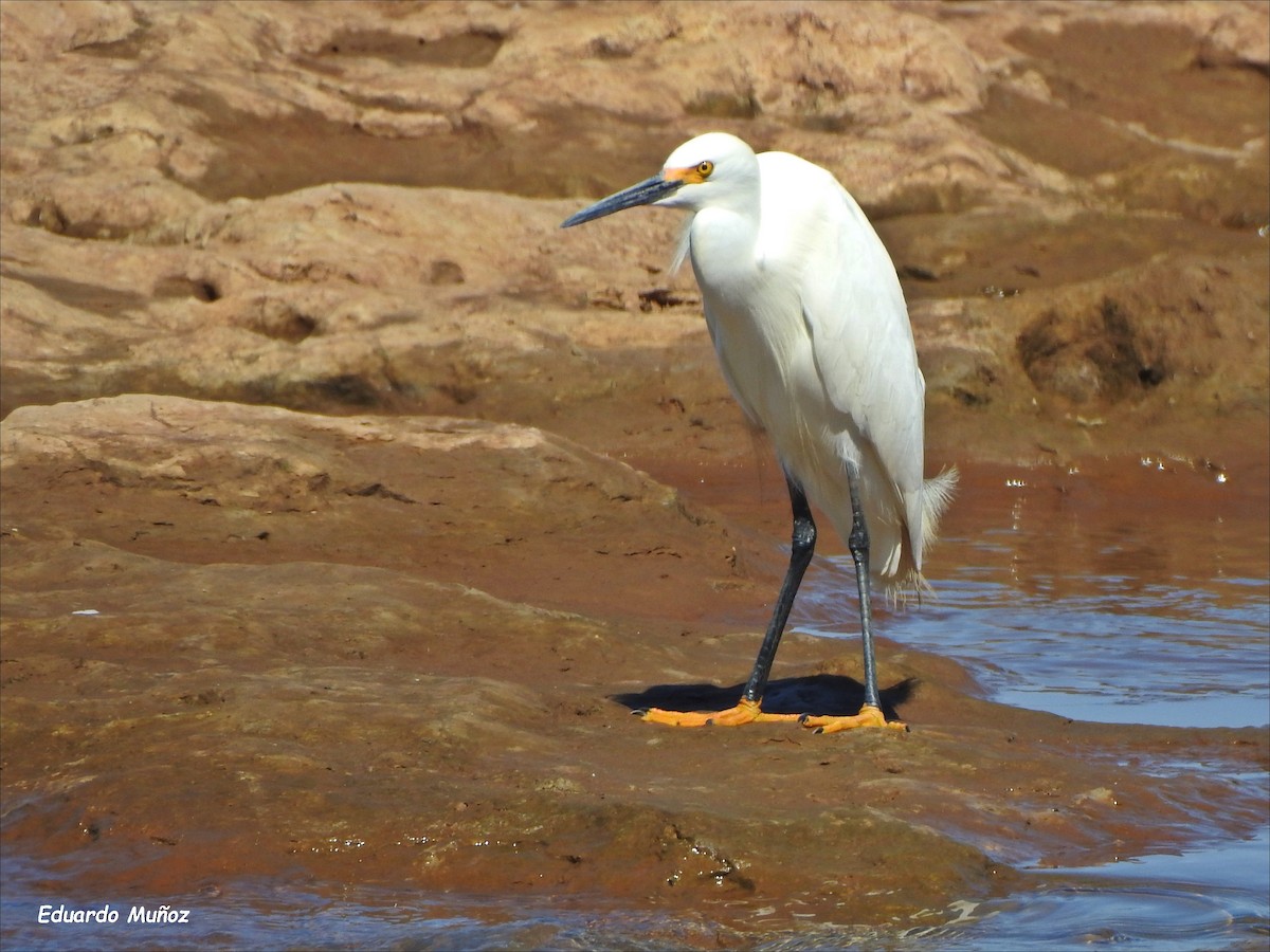 Snowy Egret - ML508723081