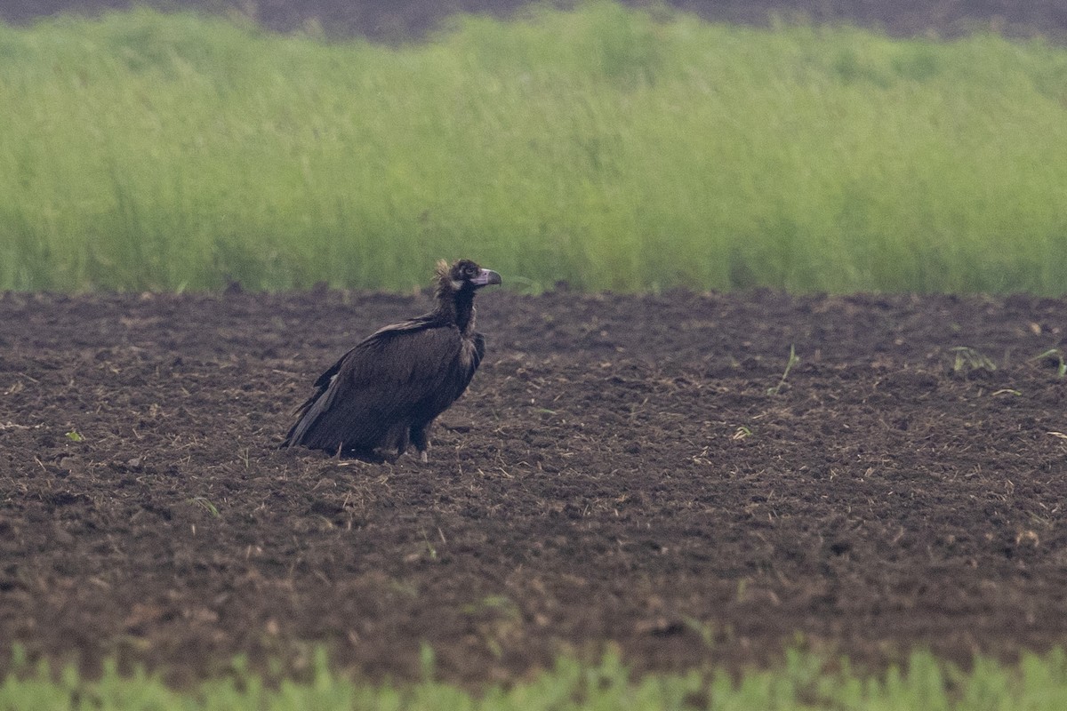 Cinereous Vulture - ML508723851