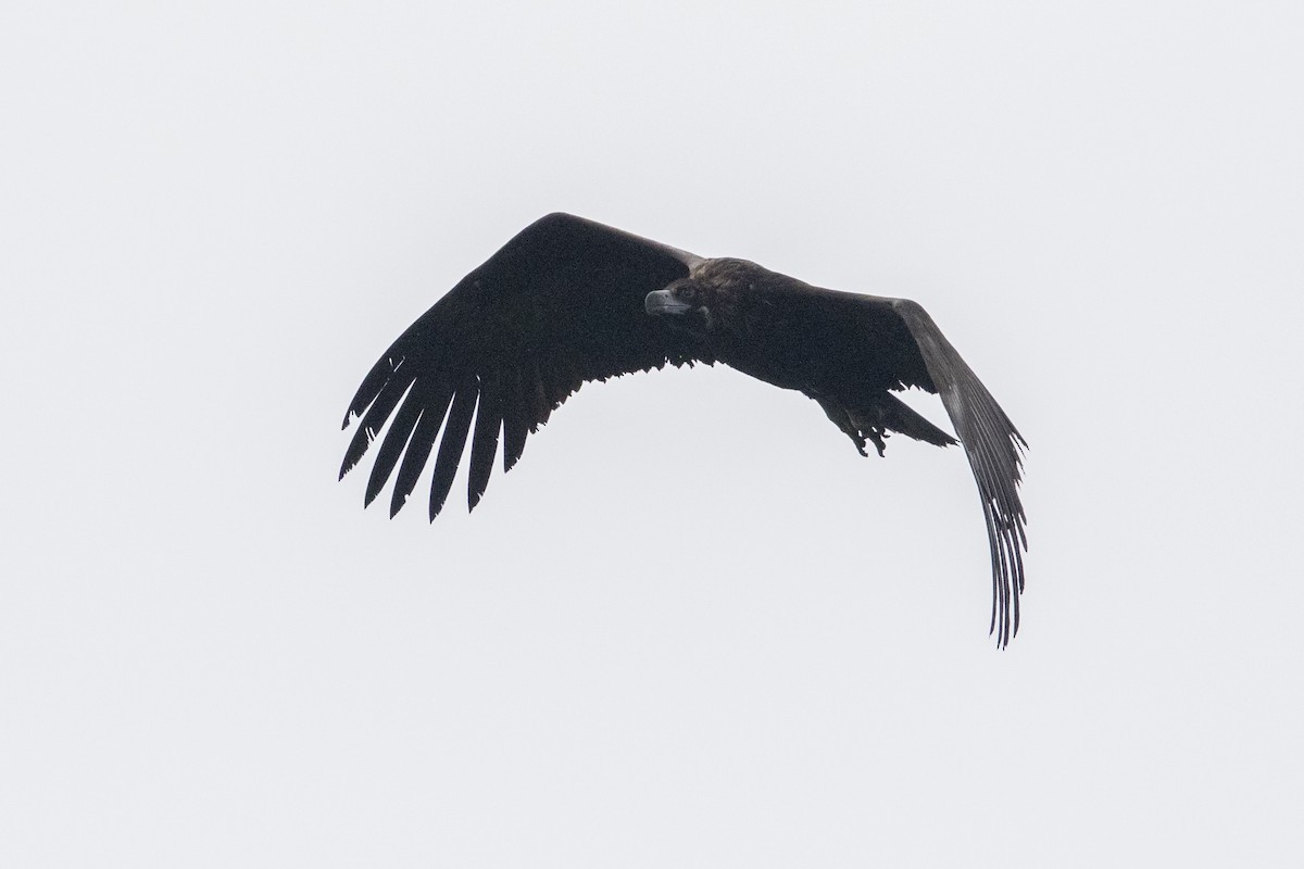 Cinereous Vulture - ML508723861