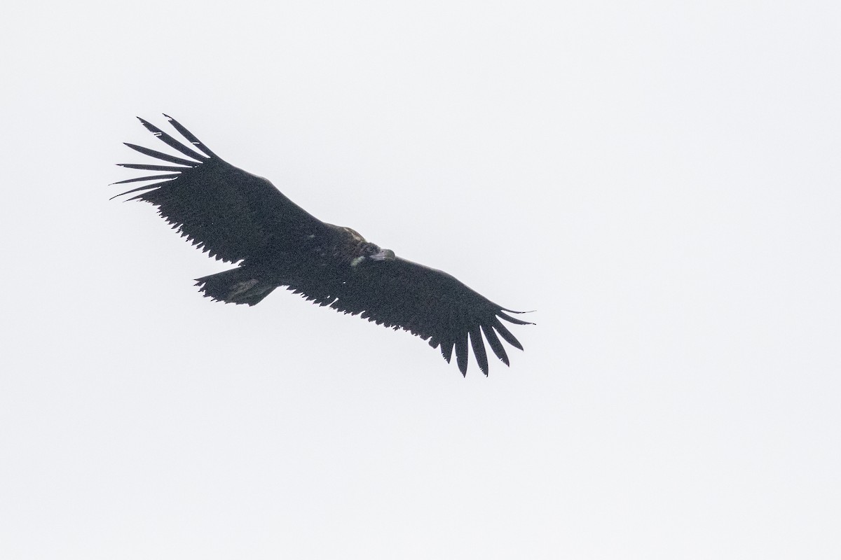 Cinereous Vulture - ML508723881