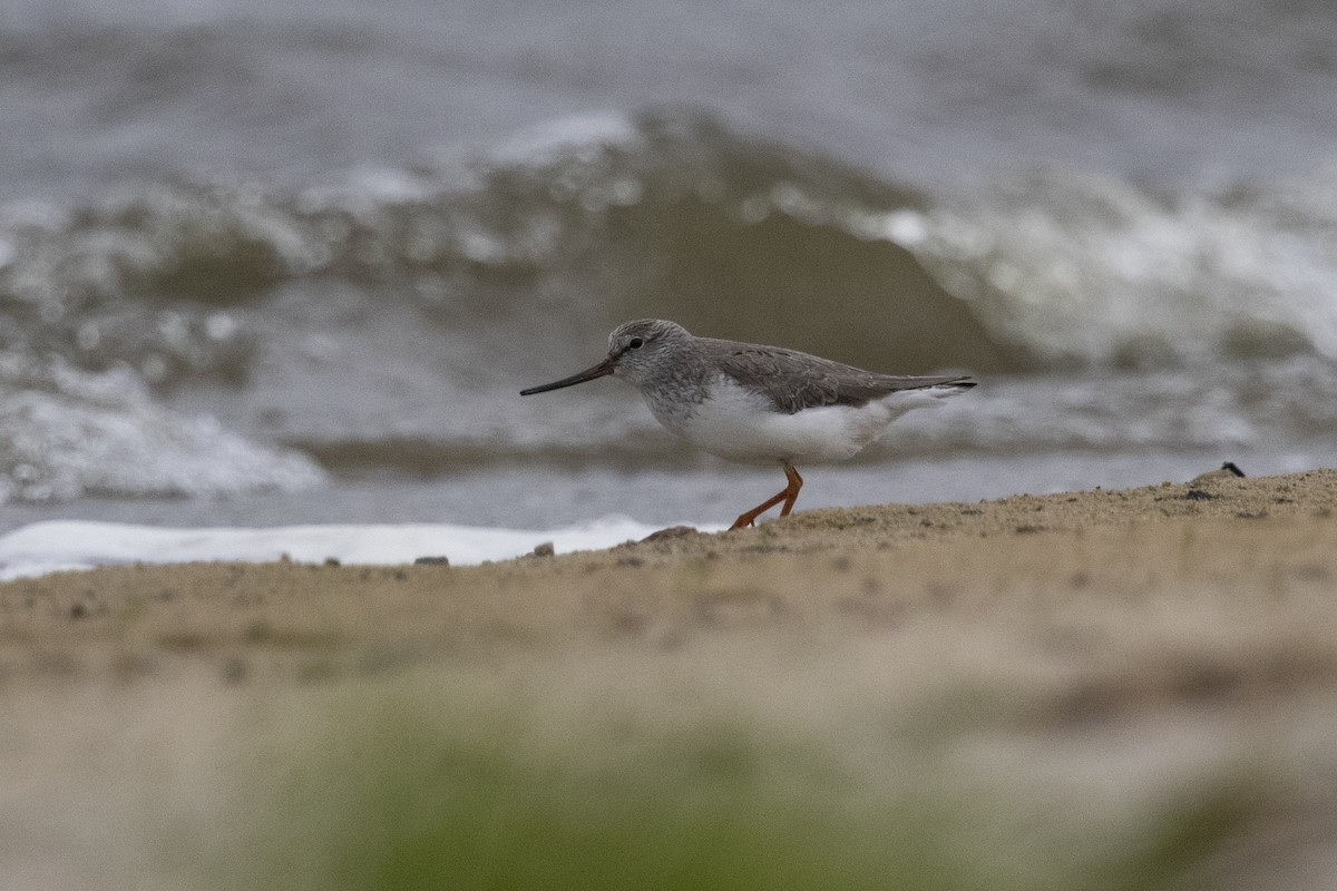 Terek Sandpiper - ML508724161