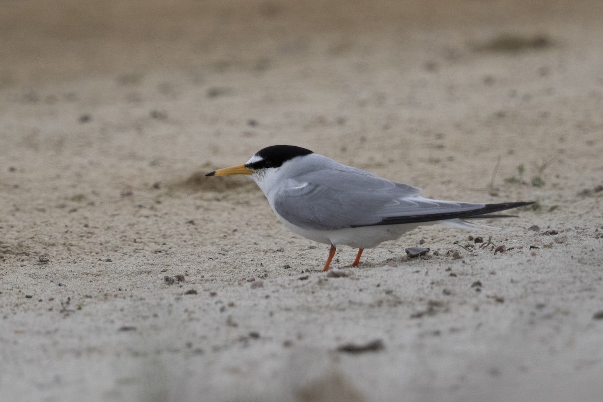 Little Tern - ML508724351