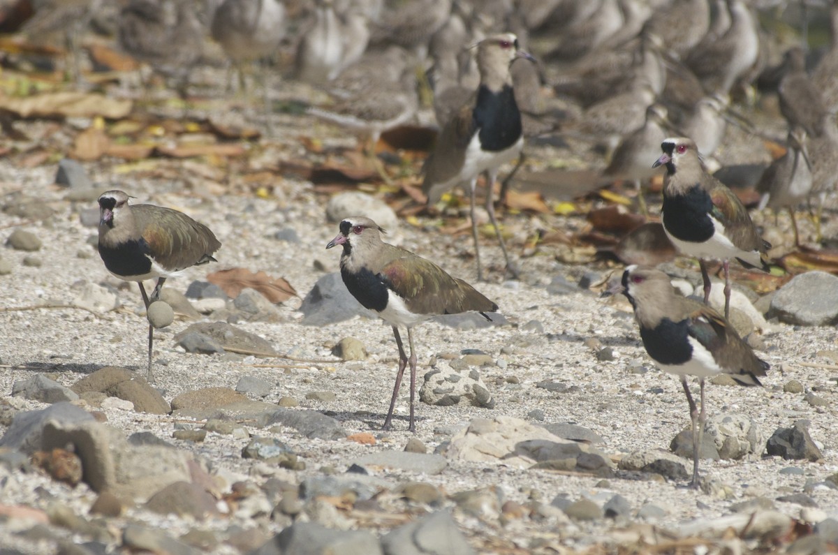 Southern Lapwing - ML50872541