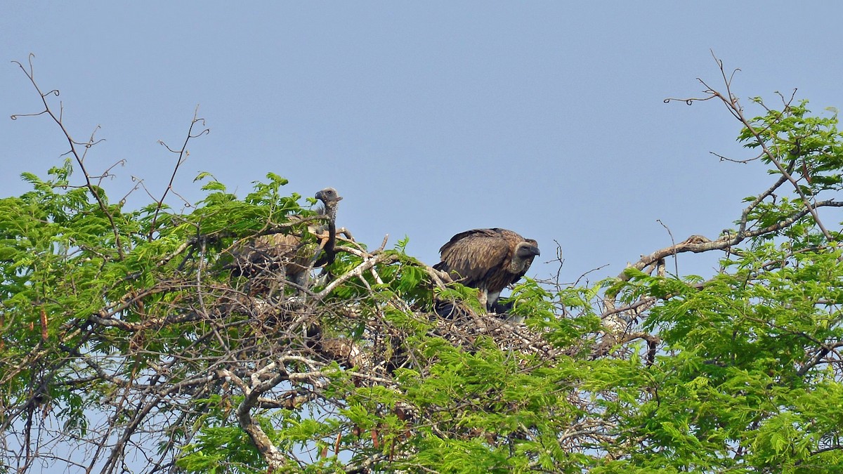 White-backed Vulture - ML508725661