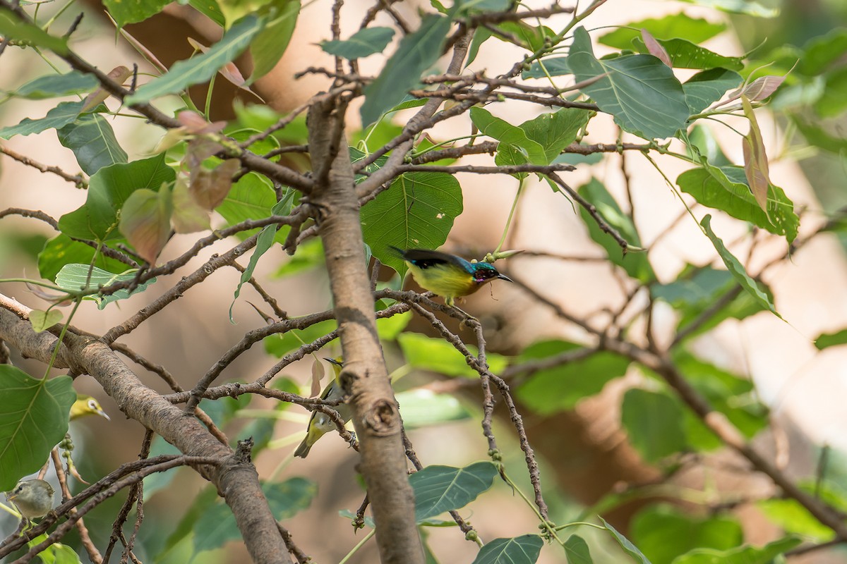 Ruby-cheeked Sunbird - ML508725781