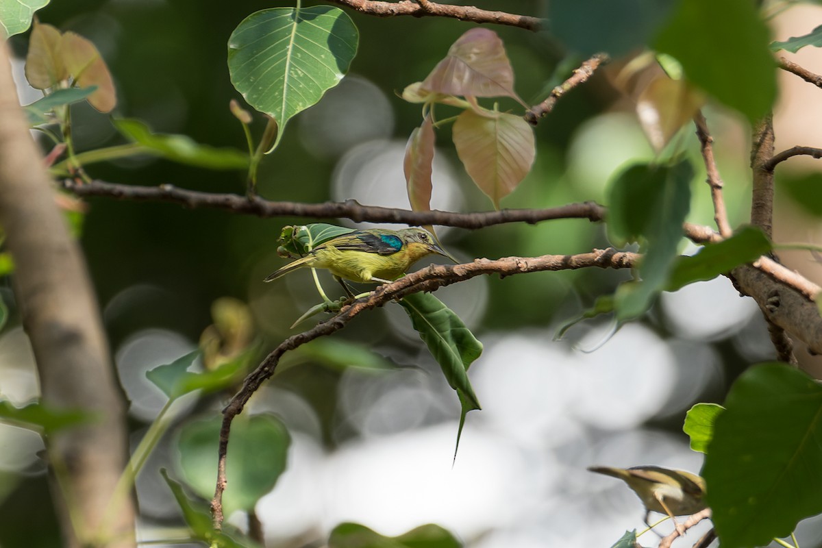 Ruby-cheeked Sunbird - ML508725791
