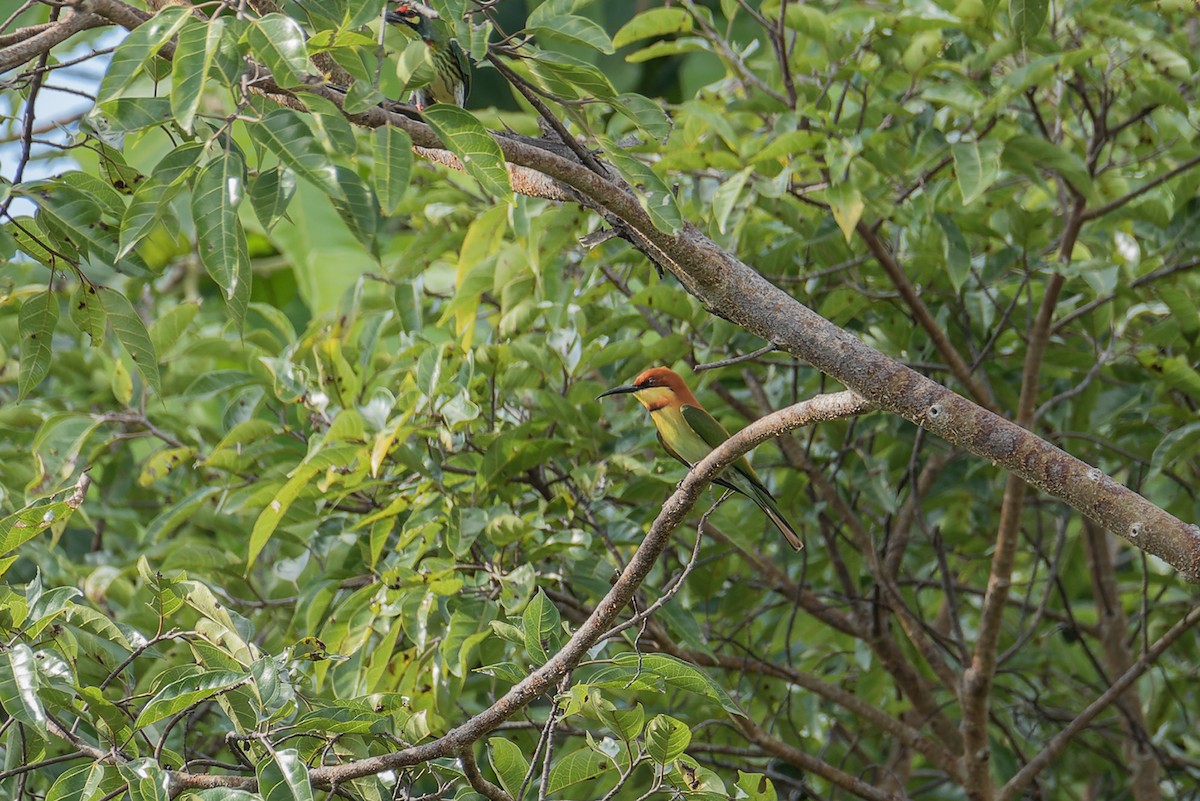 Chestnut-headed Bee-eater - ML508725841