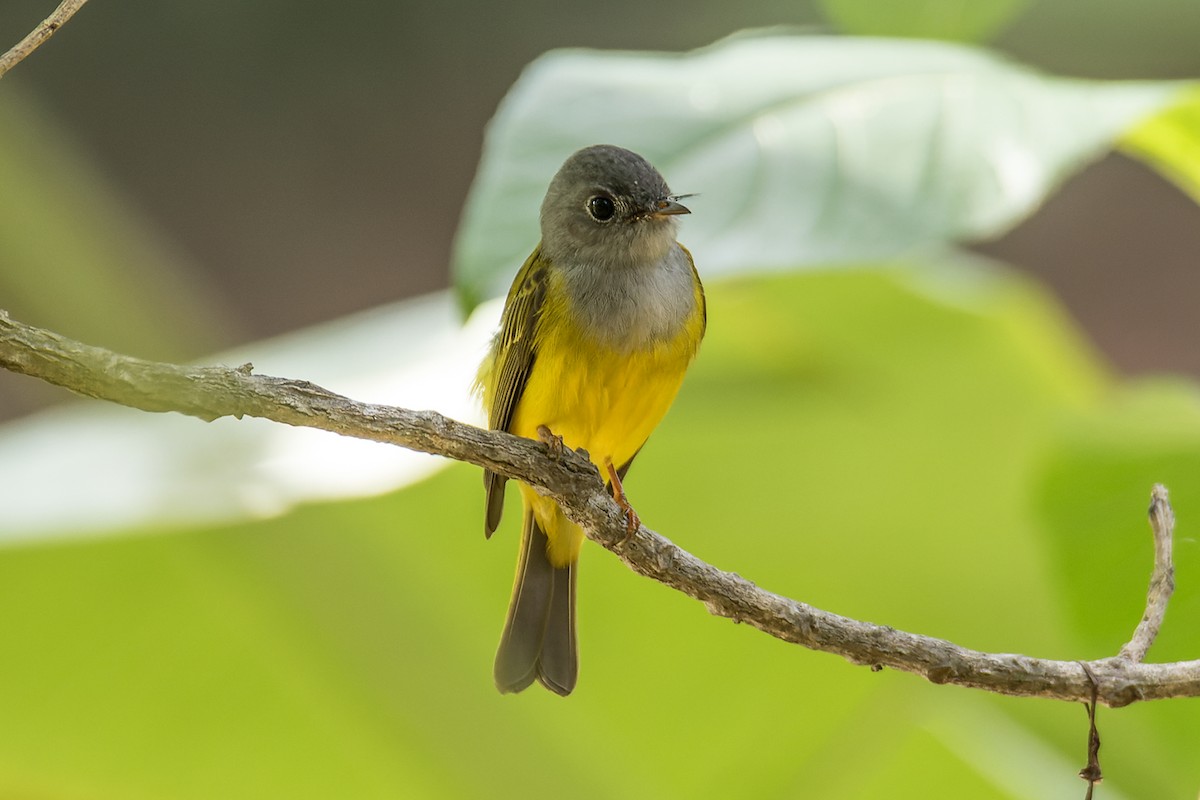 Gray-headed Canary-Flycatcher - ML508725921