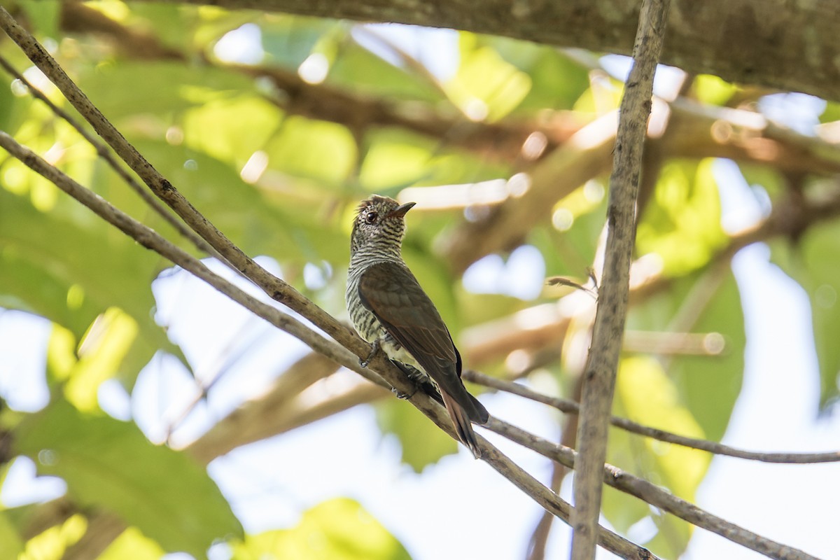 Violet Cuckoo - ML508725971