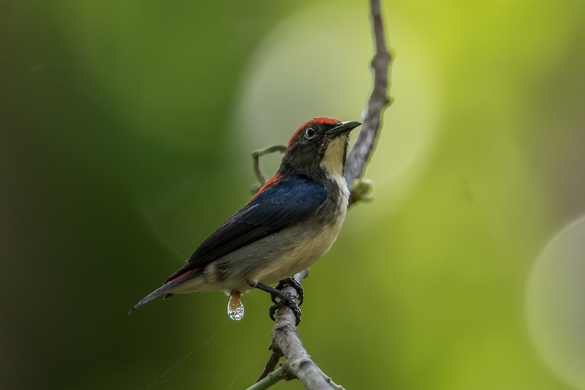 Scarlet-backed Flowerpecker - ML508726071