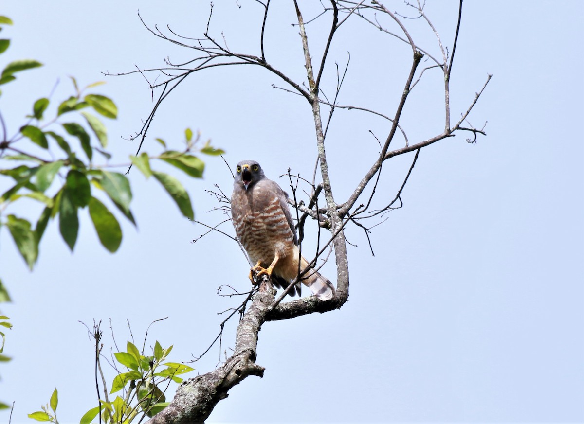 Roadside Hawk - ML508726721