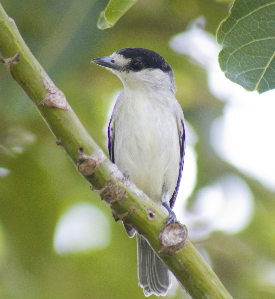 Cinereous Becard - ML50872821