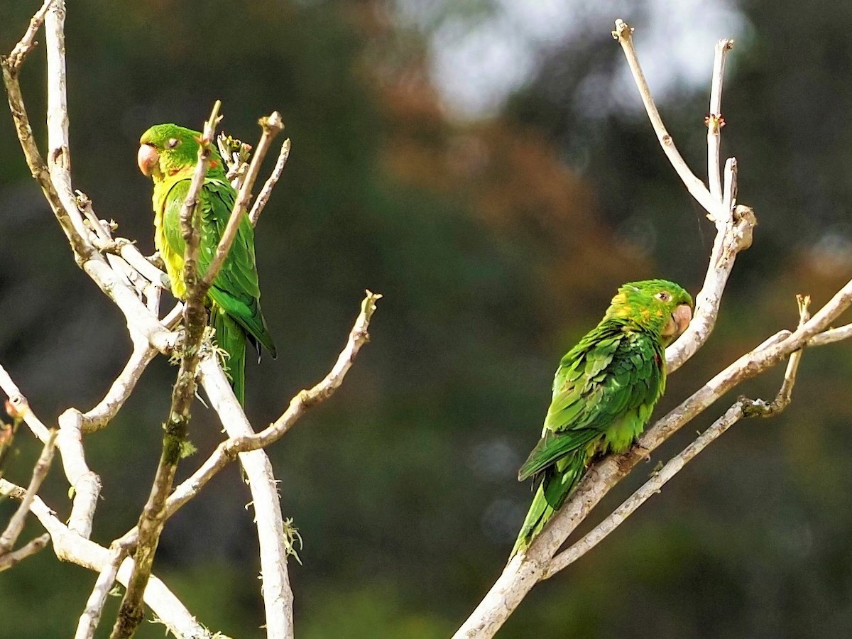 White-eyed Parakeet - ML508728501