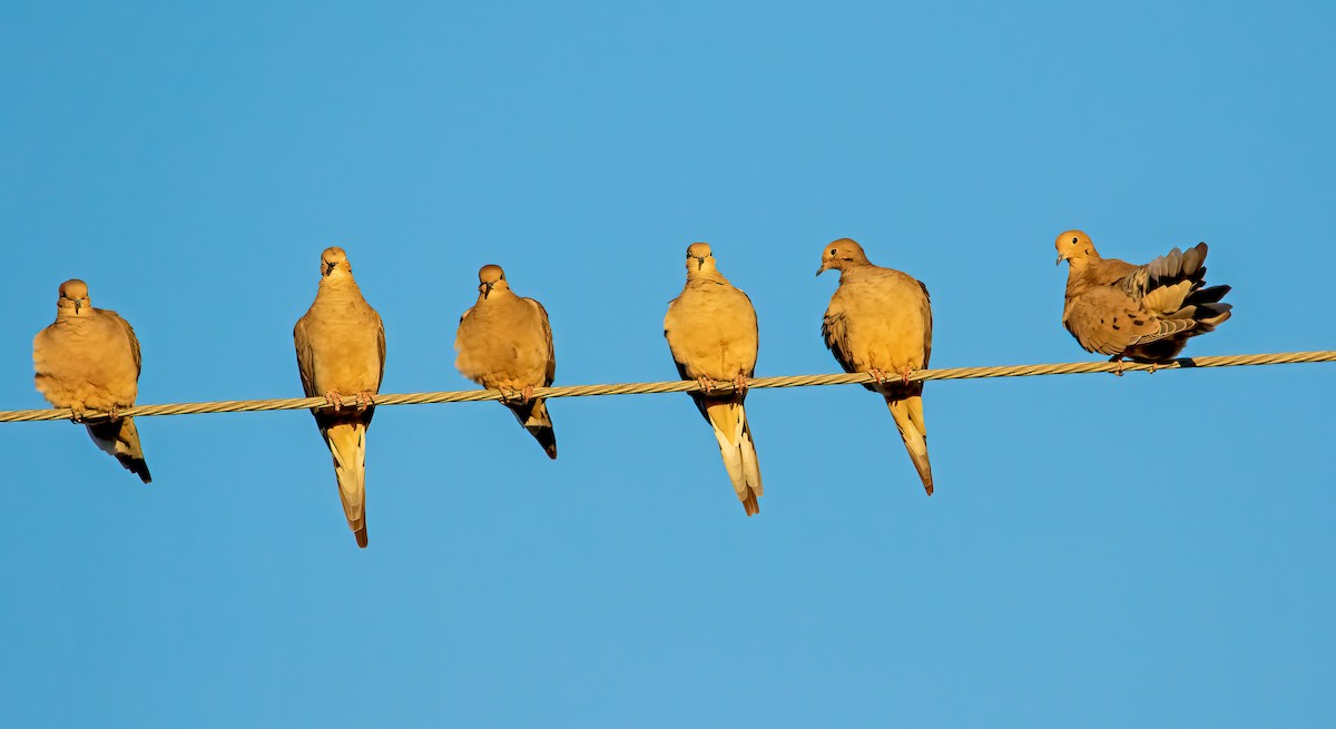 Mourning Dove - ML508731591