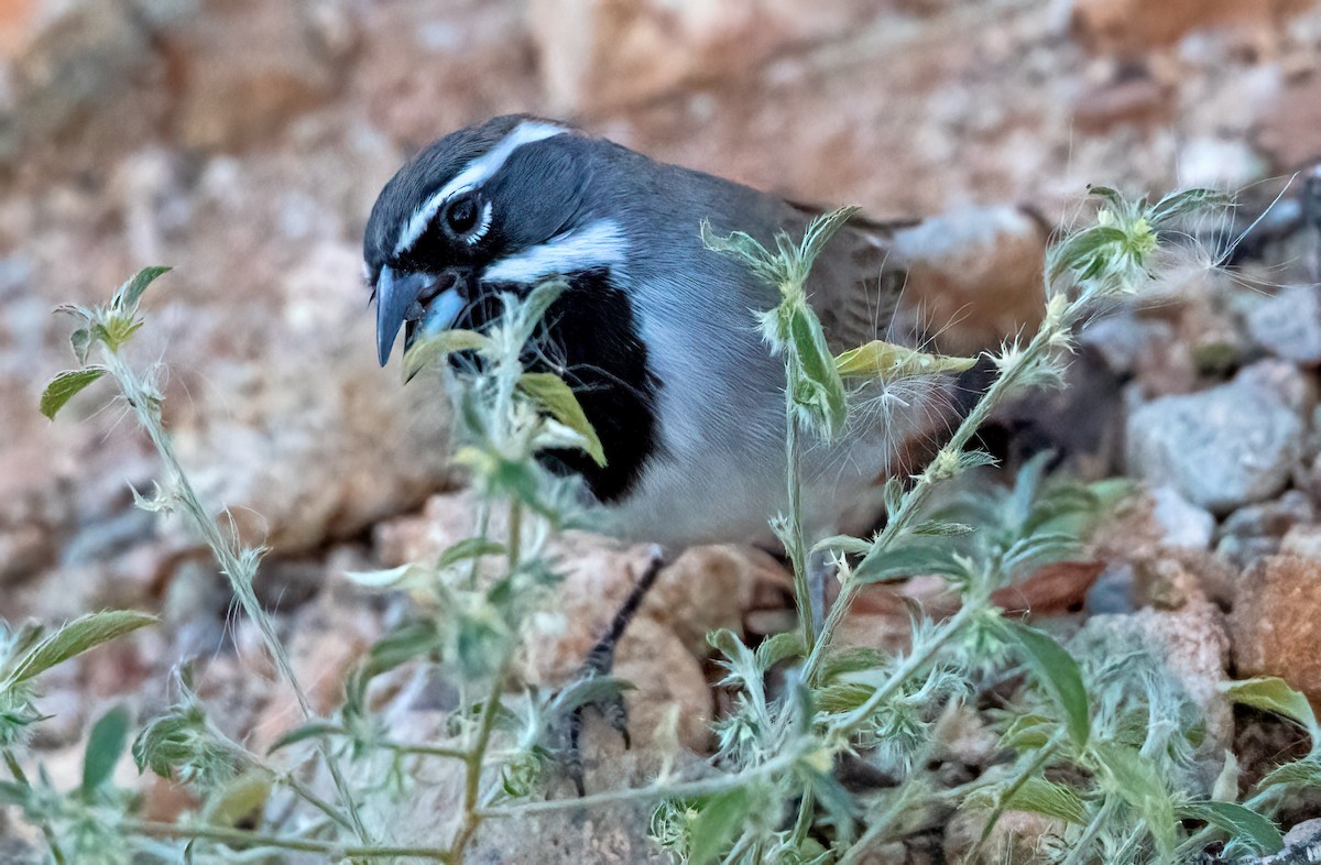 Bruant à gorge noire - ML508731791