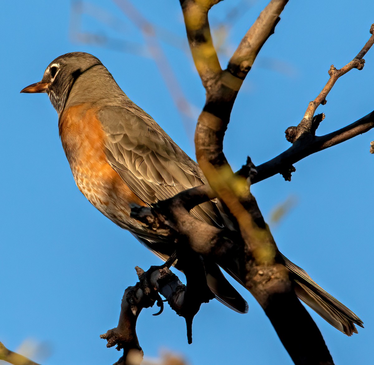 American Robin - ML508731821